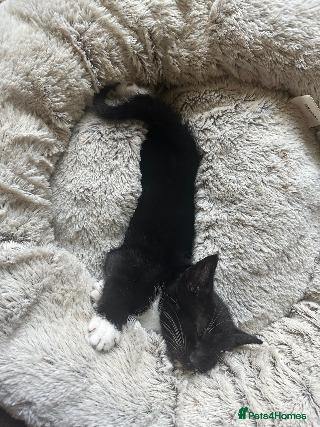 Mixed Breed cats for sale: 3 beautiful playful kittens  - Image 13