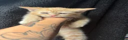 Mixed Breed cats for sale: Beautiful litter of kittens  - Advert 8
