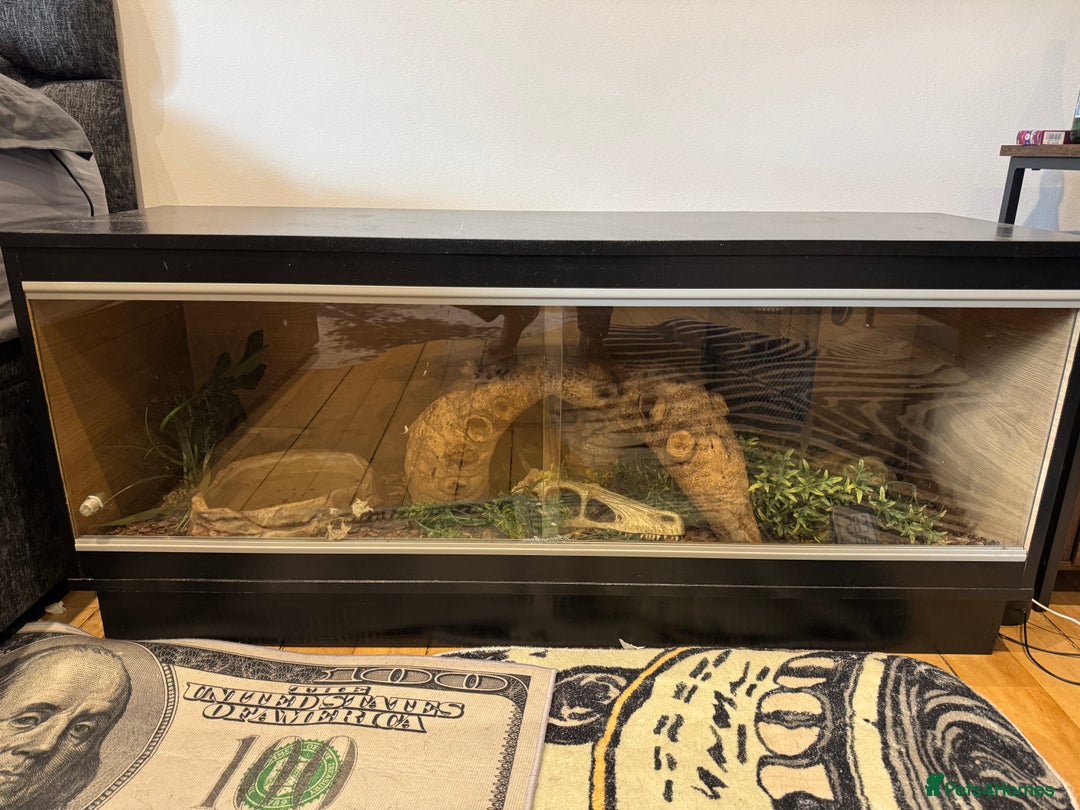 Python Snake reptiles for sale: Ball Python - Image 5