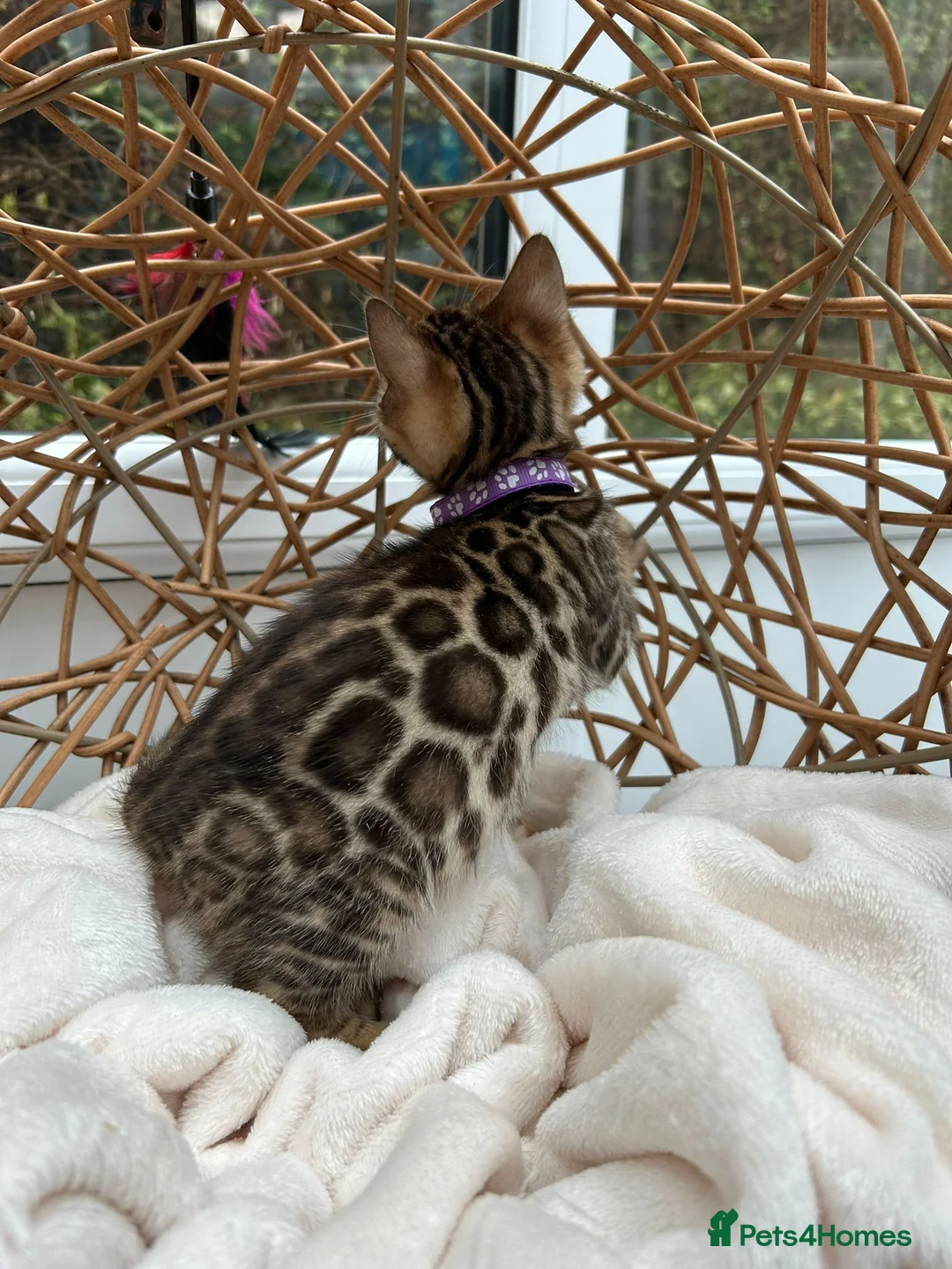 Bengal cats for sale: ❤️ Stunning Pure Bengal Kittens ❤️ - Advert 1