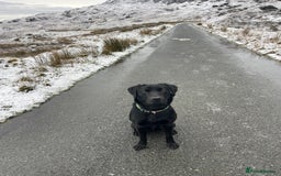 Labrador Retriever dogs for stud: STUD KC registered Labrador Retriever  in Blaenau Ffestiniog - Image 6