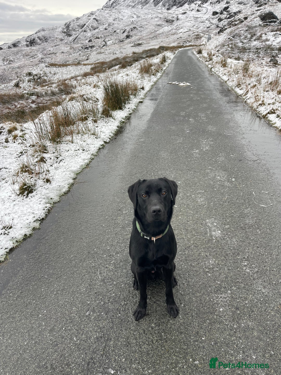 Labrador Retriever dogs for stud: STUD KC registered Labrador Retriever  in Blaenau Ffestiniog - Image 6