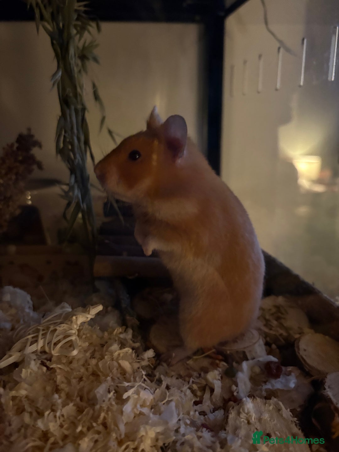 Hamster rodents for sale: female syrian hamster - Advert 4