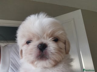 Shih Tzu dogs Adorable fluufy shihtzus - Advert 1