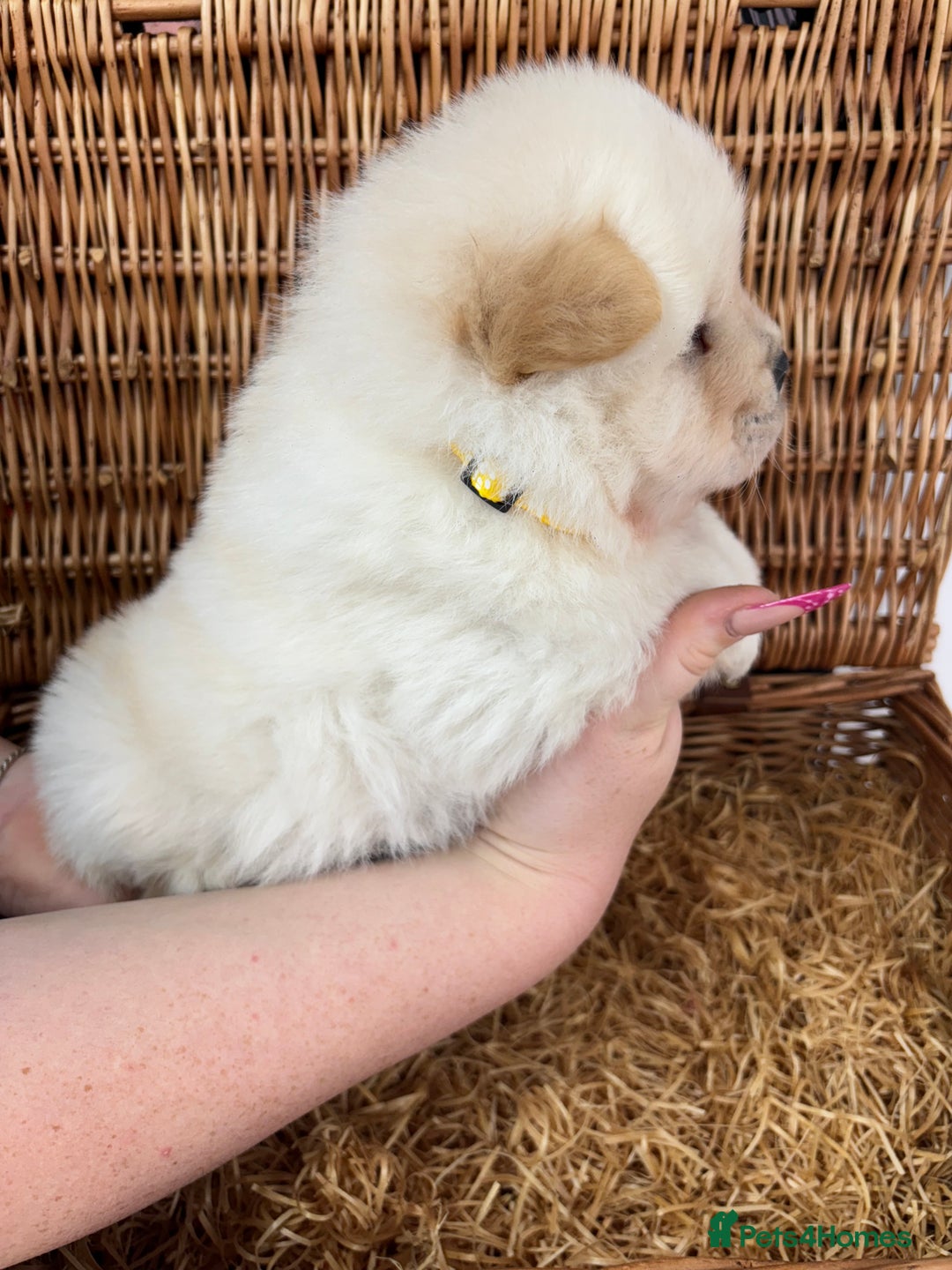 Chow Chow dogs for sale: 4 FEMALES POLAR WHITE CHOW CHOW  - Image 12