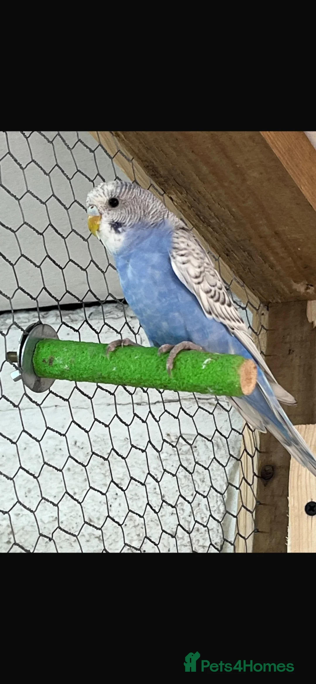 Budgerigars birds for sale: Three male budgies  in Reading - Advert 3