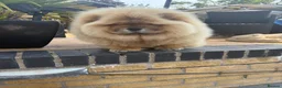 Chow Chow dogs for sale: MALE CHOW CHOW REAVAILABLE  - Advert 11