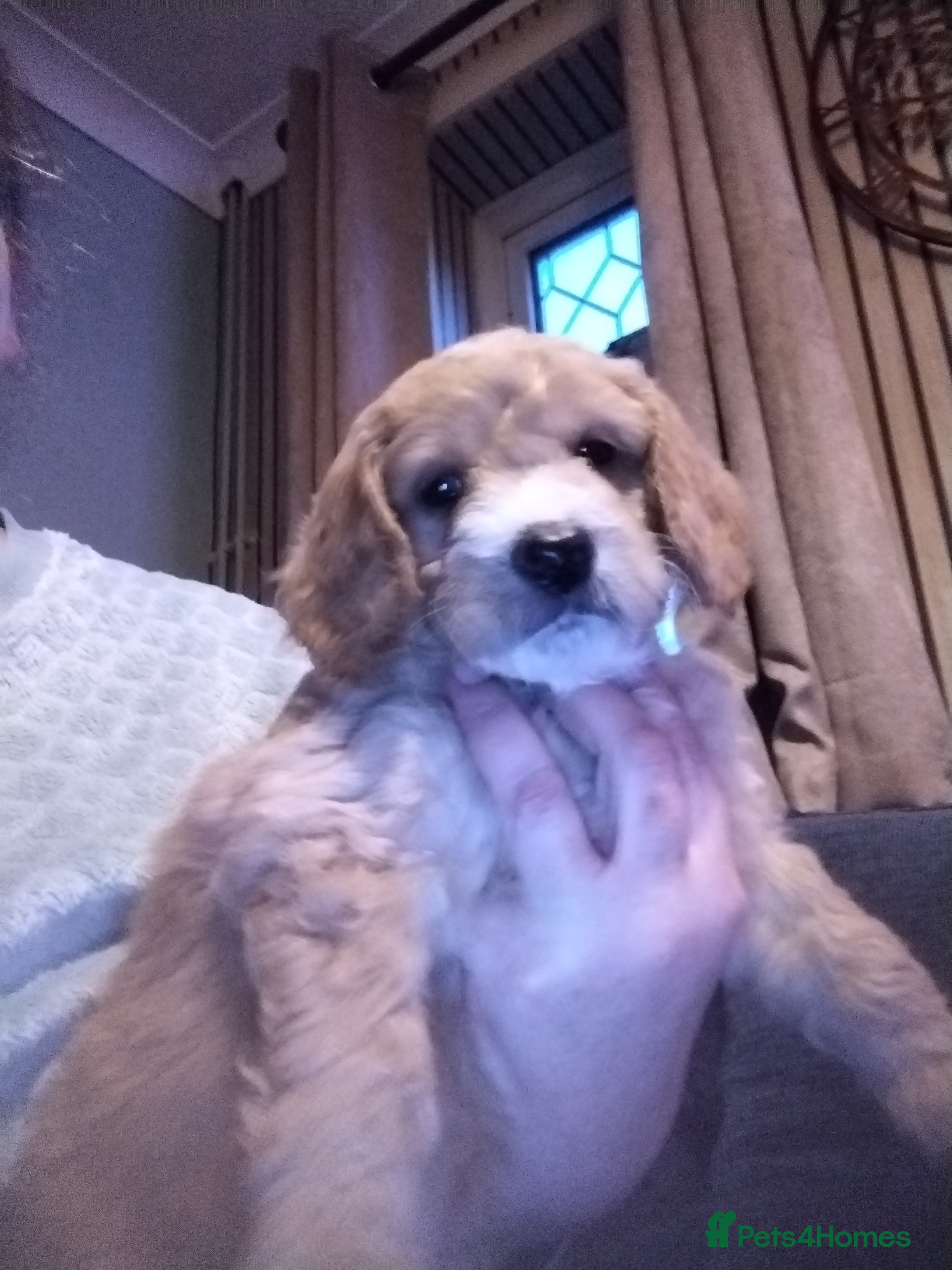 Mixed Breed dogs Adorable Maltipoo/Cockapoo Puppies - Advert 17