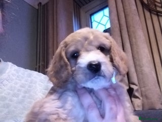 Mixed Breed dogs Adorable Maltipoo/Cockapoo Puppies - Advert 17