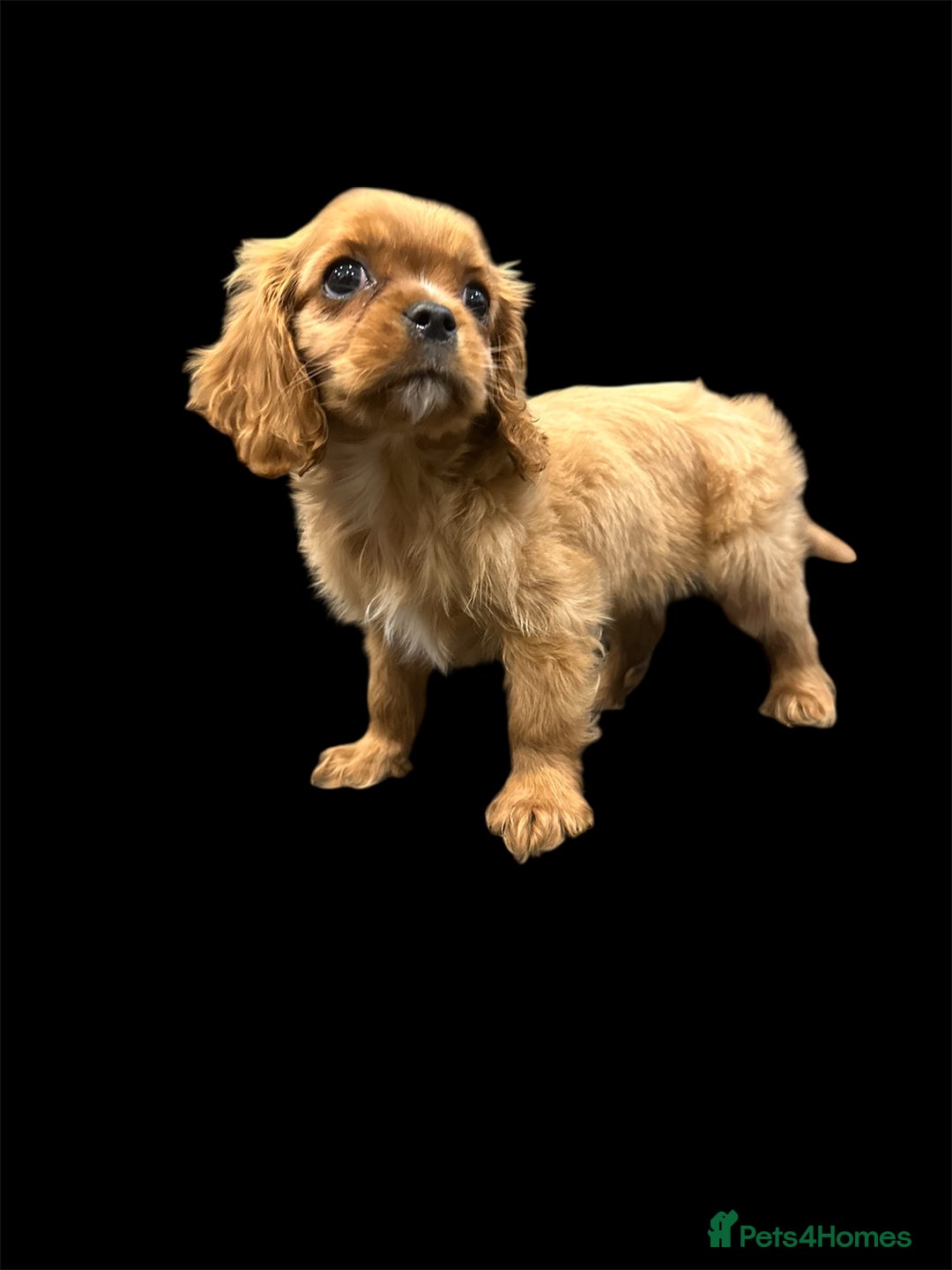 Cavalier King Charles Spaniel dogs for sale: 💫 DNA CLEAR CAVALIER KING CHARLES PUPPIES 💫  - Image 7