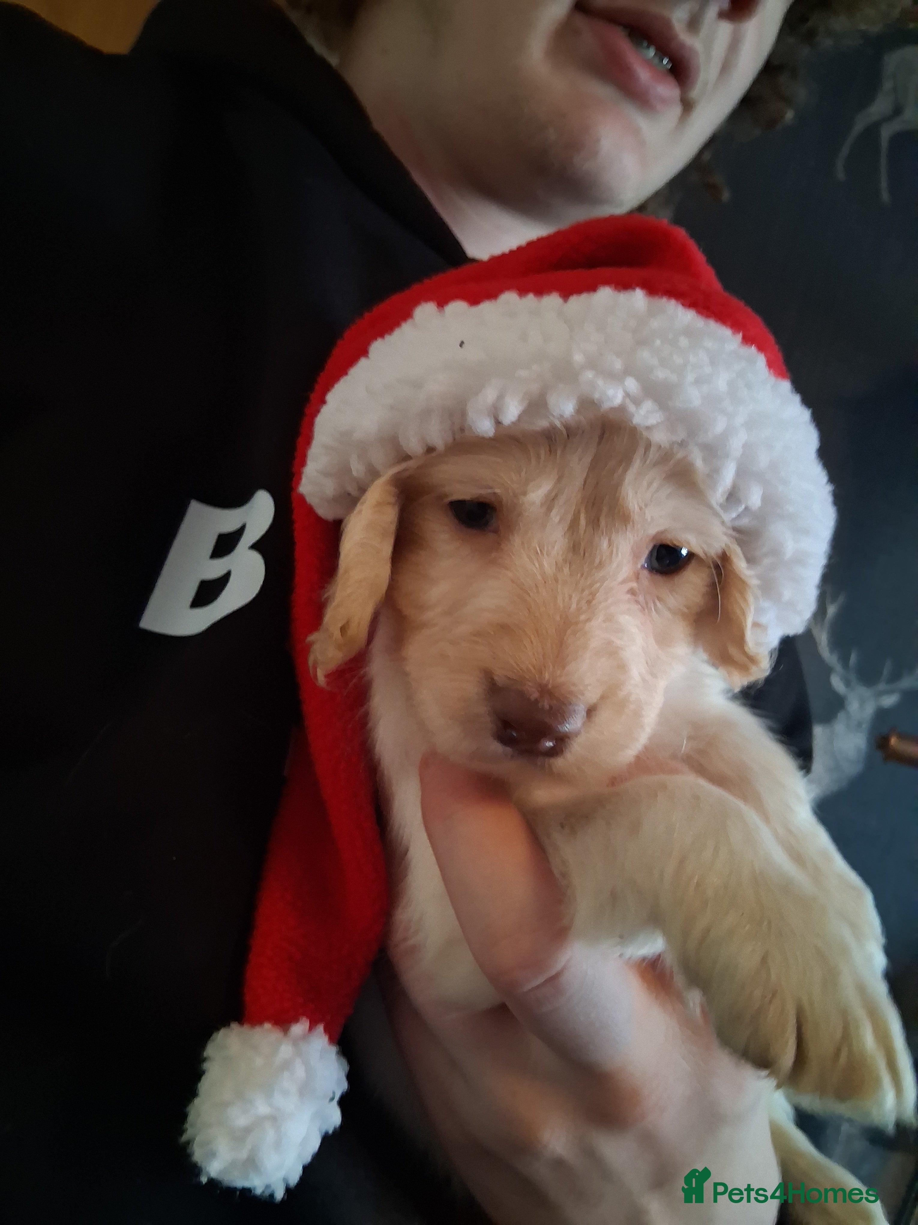 Cocker Spaniel dogs beautiful cocker spaniels 1 boy 1 girl left  - Advert 16