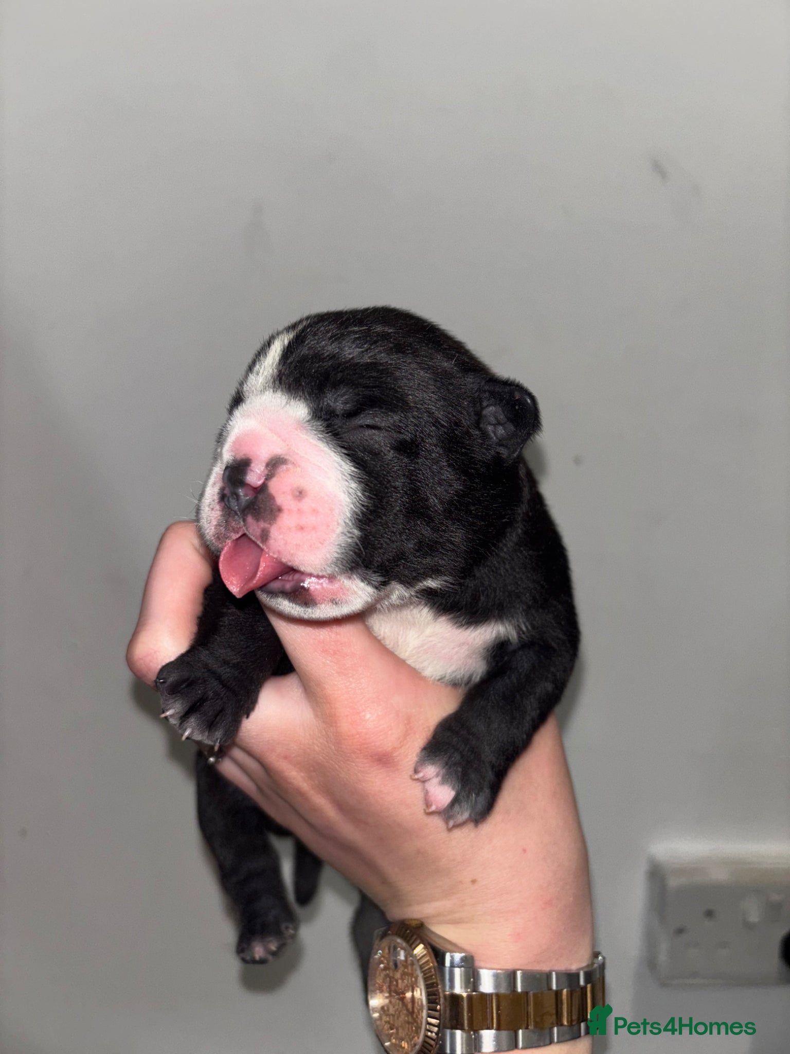 Olde English Bulldogge dogs Olde English bulldogs 1 female & 1 male.  - Advert 1