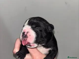 Olde English Bulldogge dogs Olde English bulldogs 1 female & 1 male. - Advert 1