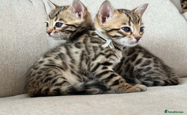Bengal cats - Advert 5