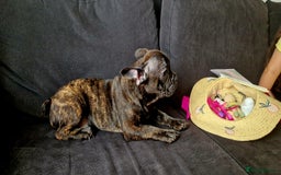 French Bulldog dogs for sale: (Reduced price)Adorable French bulldog Puppy in Bicester - Image 10
