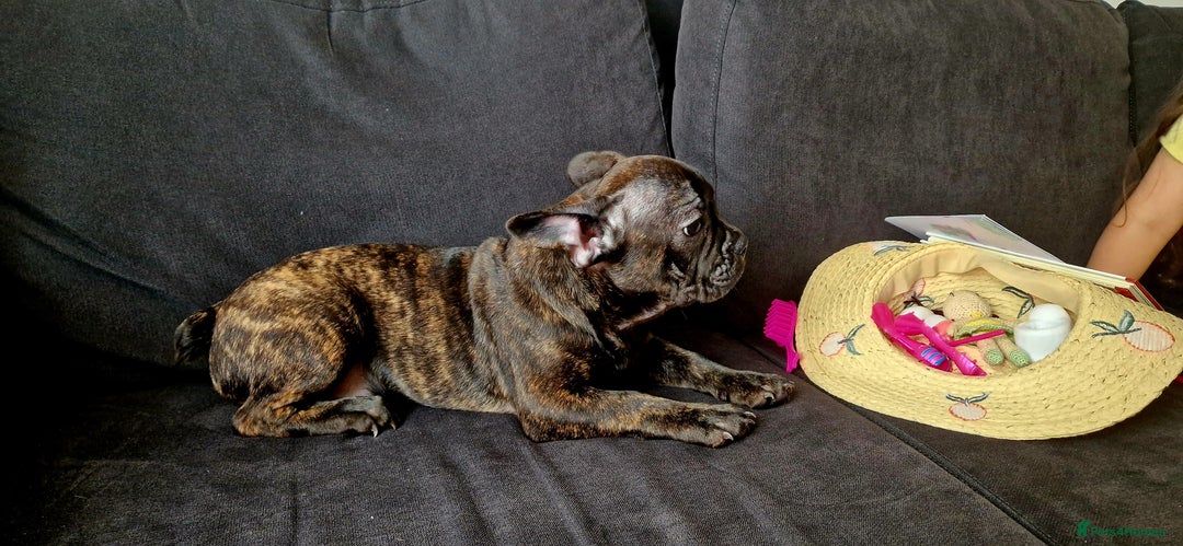 French Bulldog dogs for sale: (Reduced price)Adorable French bulldog Puppy in Bicester - Image 10