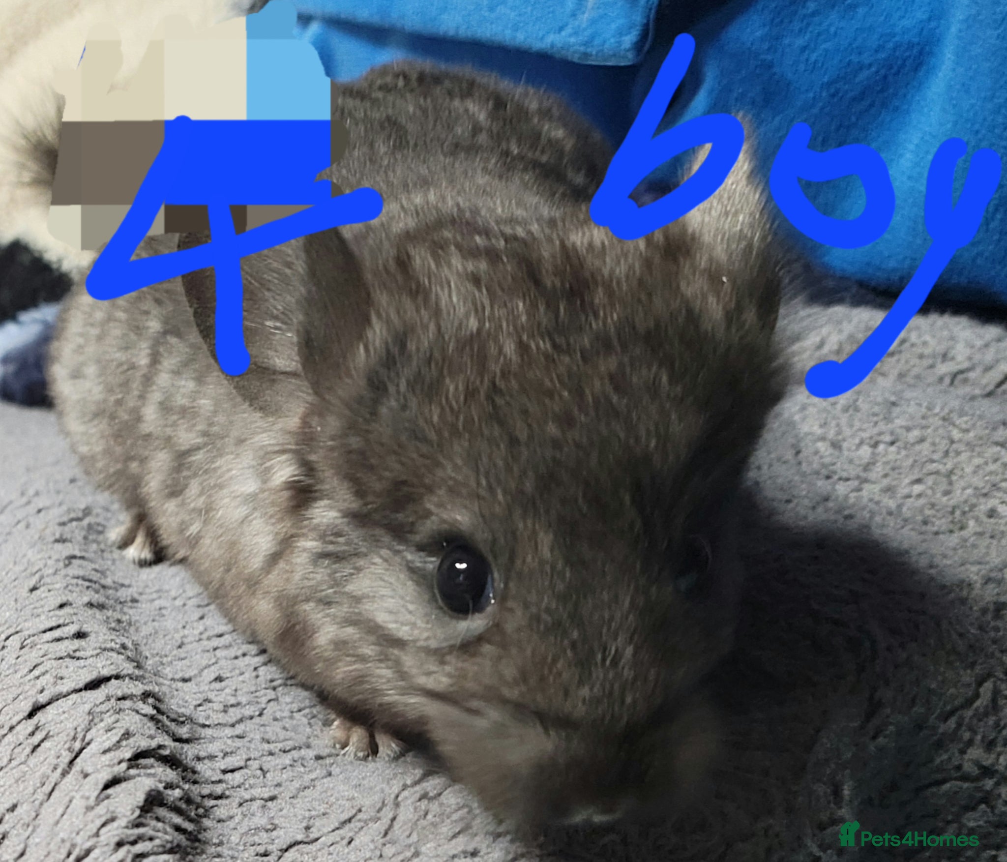 Chinchilla rodents Various baby chinchillas for sale - Advert 7