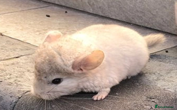 Chinchilla rodents for sale: Little boys - Image 1
