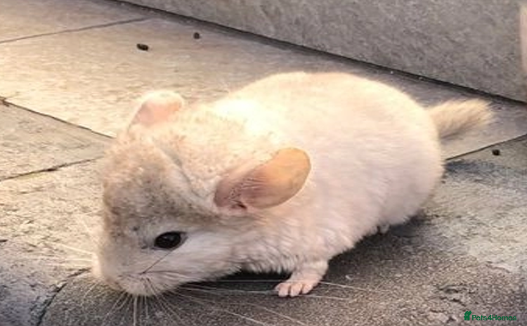 Chinchilla rodents - Advert 2