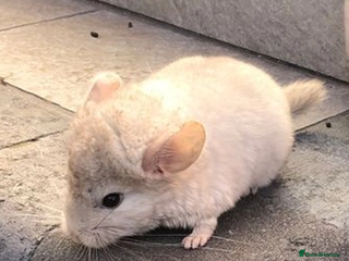 Chinchilla rodents - Advert 1