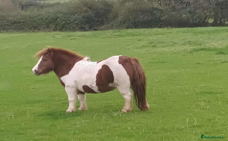 Shetland pony horses - Advert 1