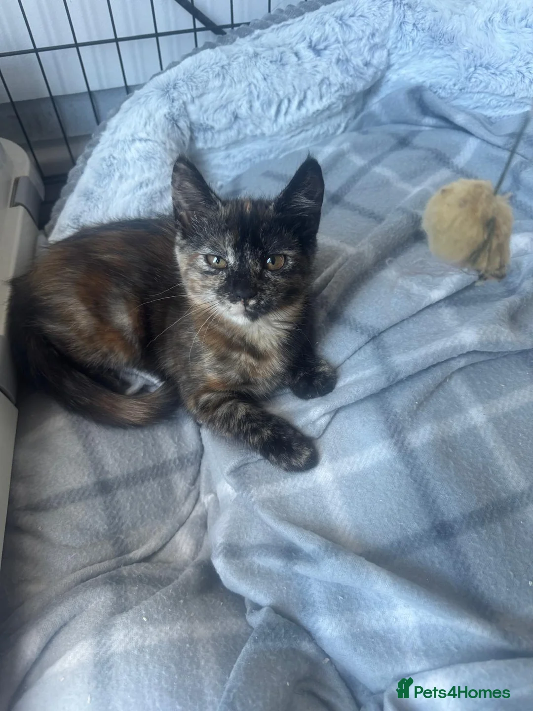 Mixed Breed cats for sale: Beautiful kittens for rehoming - Advert 9