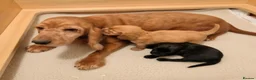 Cocker Spaniel dogs for sale: KC Show Type Cocker Spaniels - Advert 13