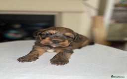 Mixed Breed dogs for sale: Adorable puppies - Image 5