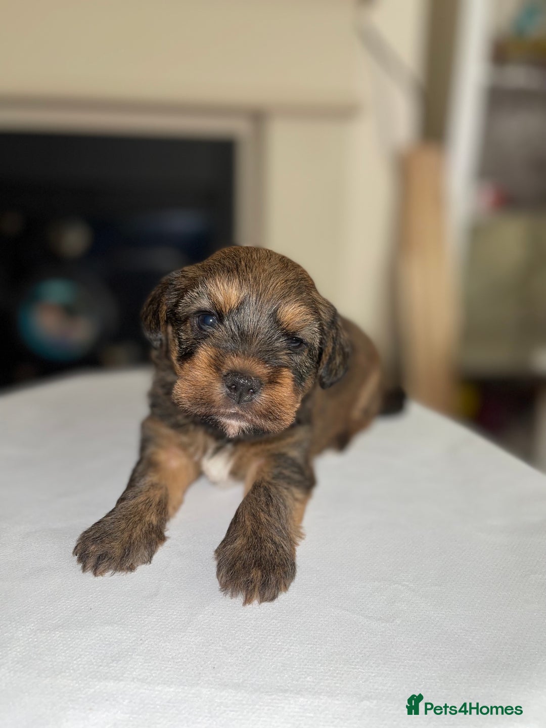 Mixed Breed dogs for sale: Adorable puppies - Image 5