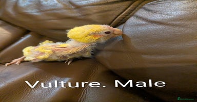 Parakeets birds Hand reared baby kakarikis - Advert 6