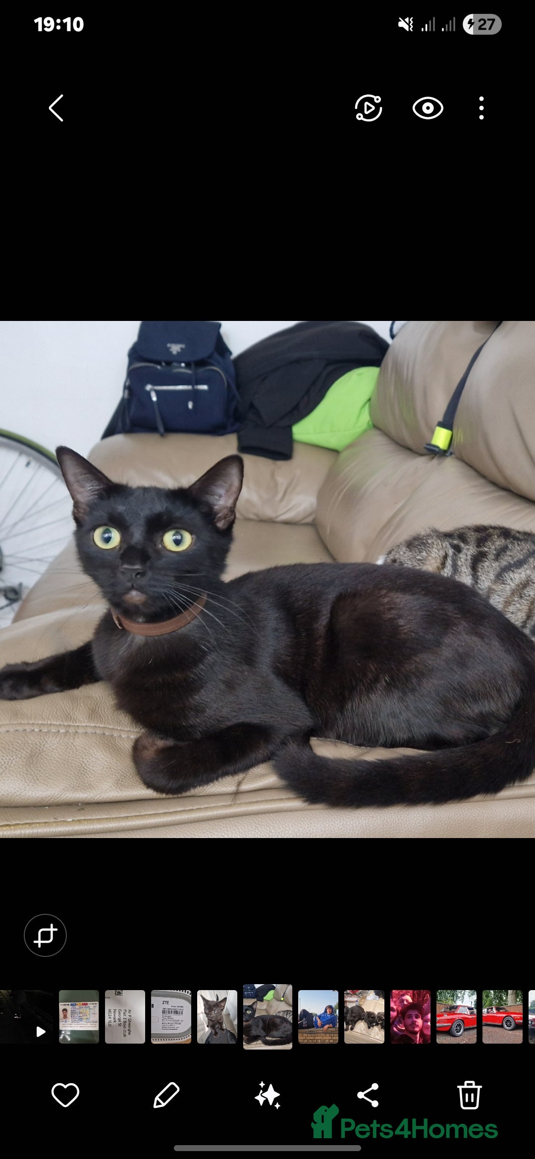 British Longhair cats for sale: Cats British longhair  - Advert 1