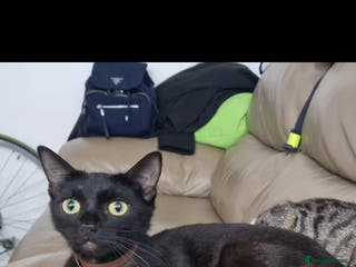 British Longhair cats Cats British longhair - Advert 12