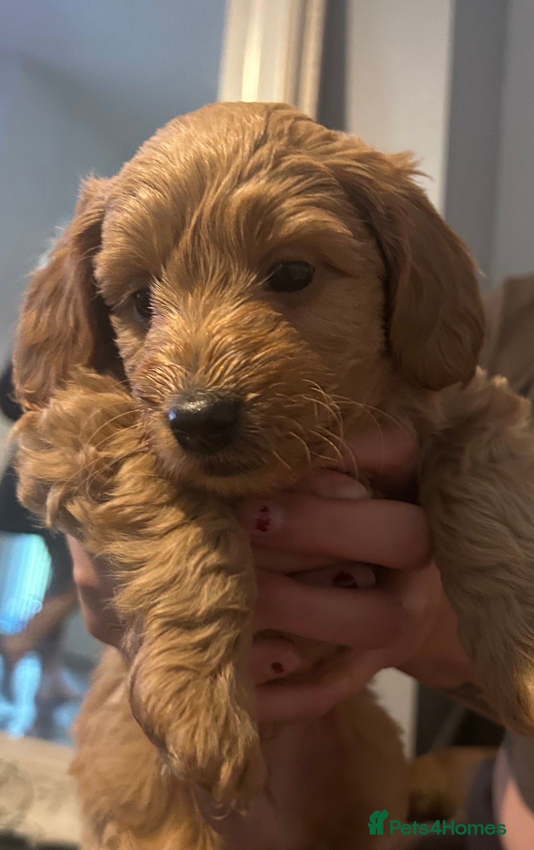Cavapoo dogs for sale: Cavapoo puppies for sale - Image 8