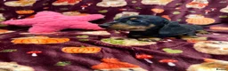 Miniature Dachshund dogs for sale: Stunning kc reg mini smooth pups ready to go  - Advert 3