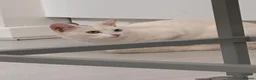 Scottish Fold cats for sale: Pure white Scottish Fold Dobby & odd eye Cyclops  - Advert 30