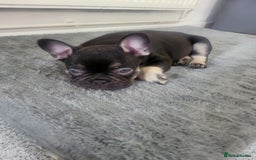 French Bulldog dogs for sale: Beautiful frenchie puppies  - Image 7