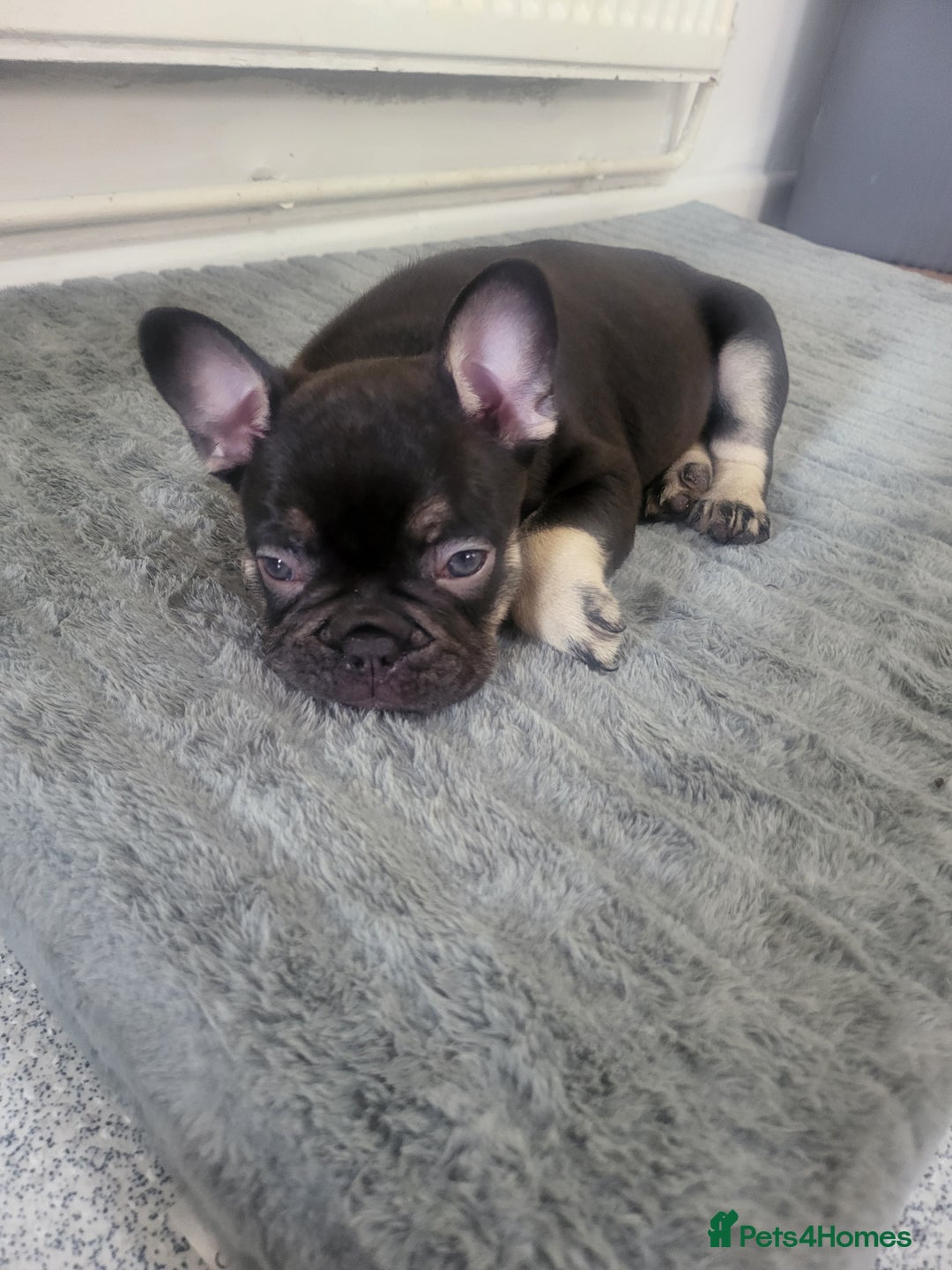 French Bulldog dogs for sale: Beautiful frenchie puppies  - Image 7