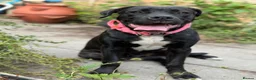 Mixed Breed dogs for sale: Snowflake, Loving Staffy/Bullmastiff Trained Girl - Advert 5