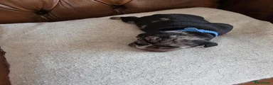 English Bulldog 2