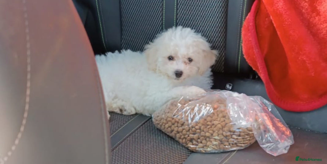 Bichon Frise dogs Beautiful female bichon frise - Advert 9