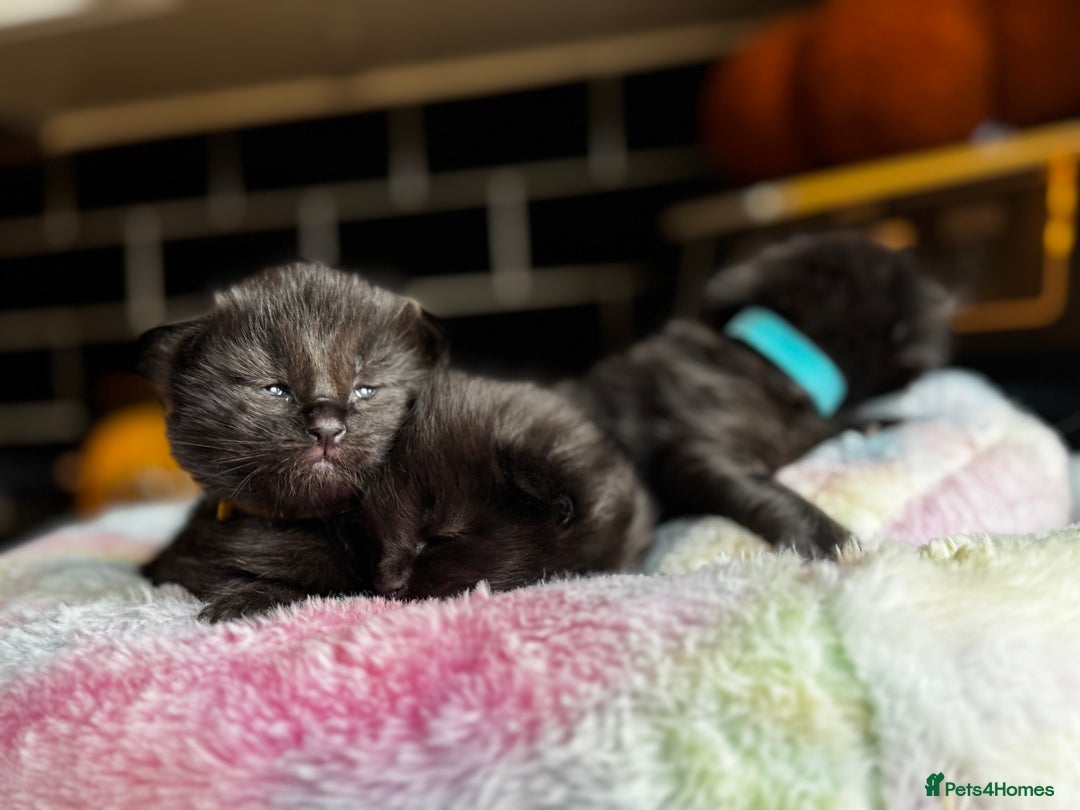 Ragcoon cats for sale: Ragcoon Kittens - Image 2