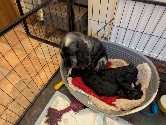 2 very loving F 1 show, boy cockapoo puppies. for sale in Kingsbridge ...