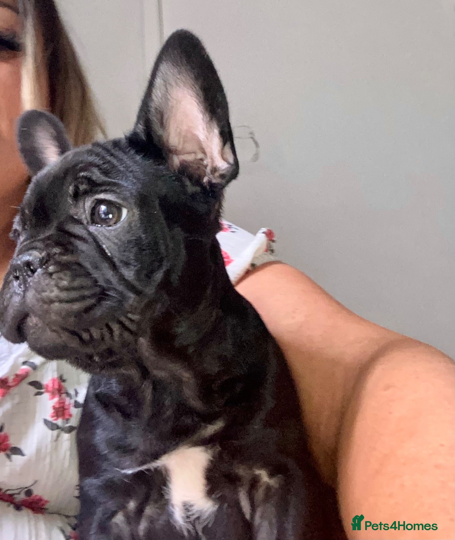 French Bulldog dogs French bulldog puppies ready to leave today - Advert 1