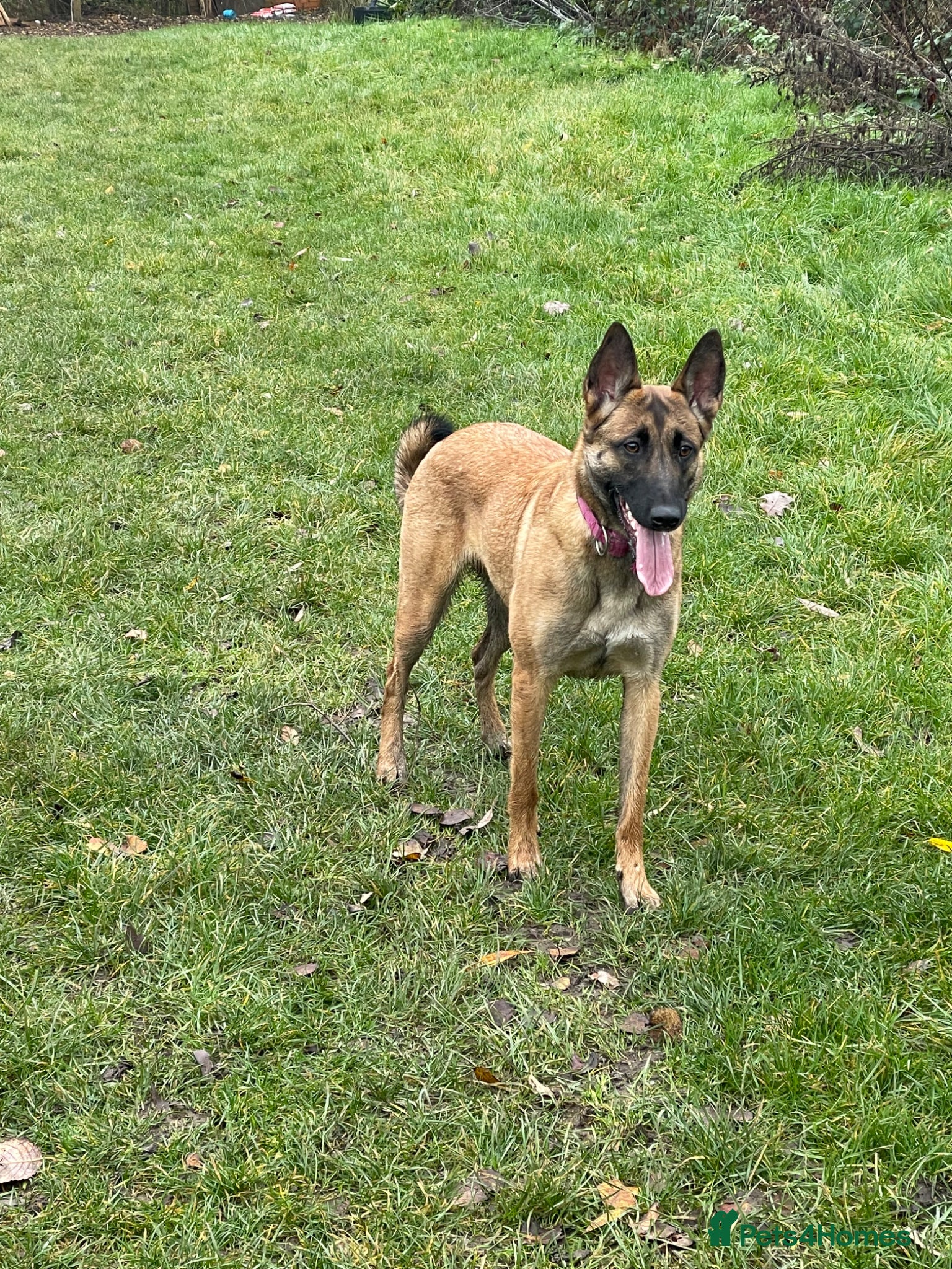 Belgian Shepherd Dog dogs for sale: Chunky pure bred top bloodlines puppies  - Advert 1