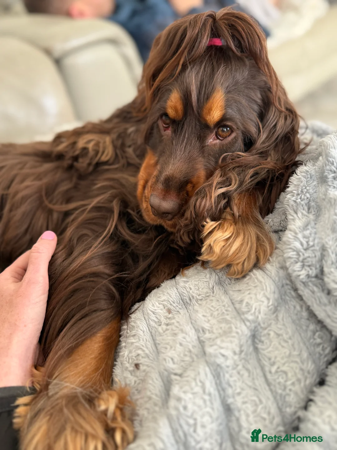 Cocker Spaniel dogs for sale: Health tested clear show cocker spaniel puppies - Advert 3