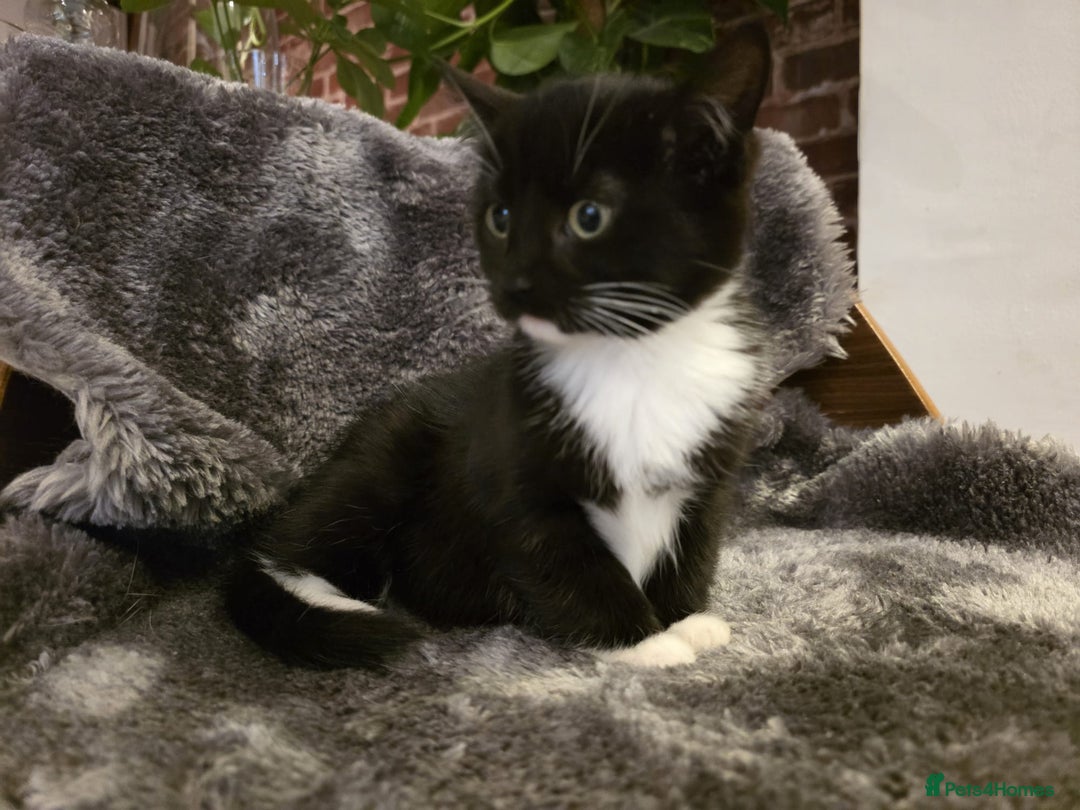 Ragdoll cats for sale: Rehomed  - Advert 9