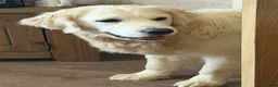 Golden Retriever dogs for sale: KC reg fully health tested 1 year old female  - Advert 2