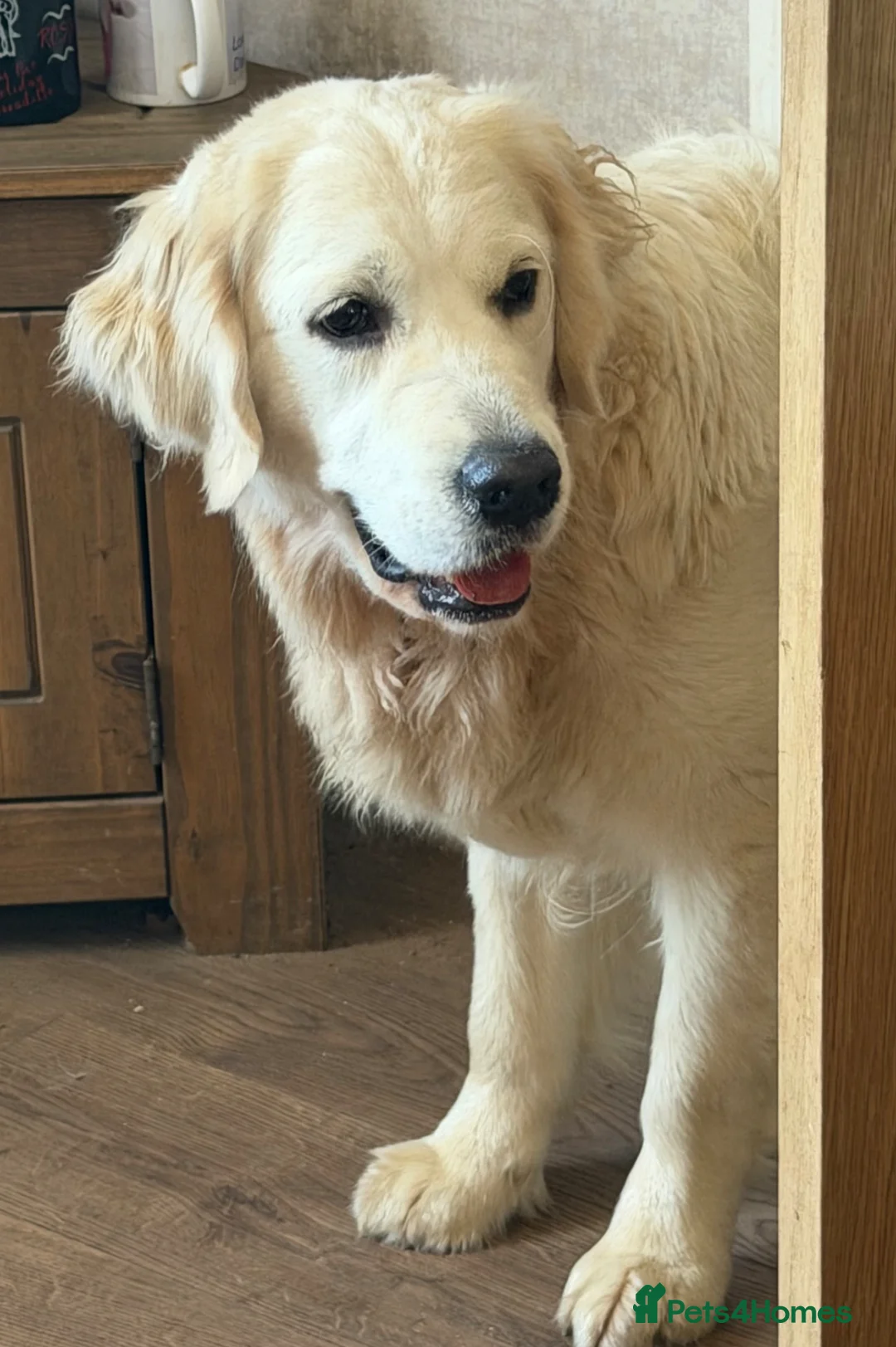Golden Retriever dogs for sale: KC reg fully health tested 1 year old female  - Advert 2