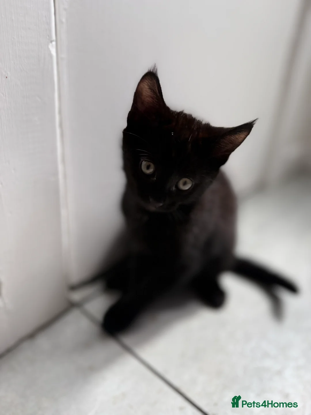 Mixed Breed cats for sale: 9 week old kittens ready to be rehomed  in Leeds - Advert 2