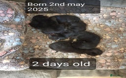 Mixed Breed cats for sale: 5 sweet and purr-fect chocolate brownie babies 🐾 - Image 5
